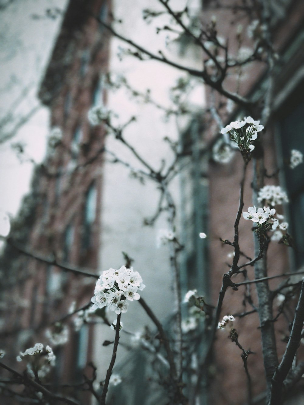 fotografia de closeup de flores de pétalas brancas perto do edifício marrom