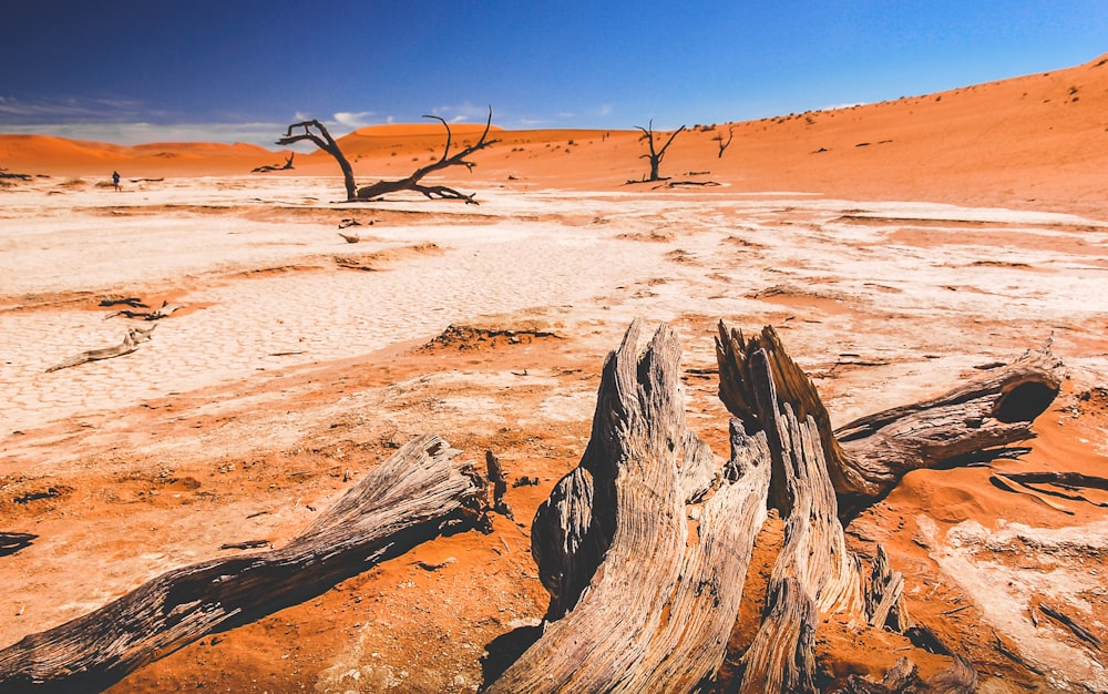 madera a la deriva en el lugar del desierto durante el día