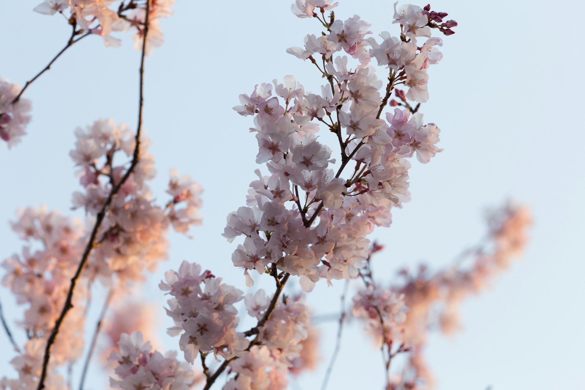 Takasaki: Exploring Local Culture and Traditions