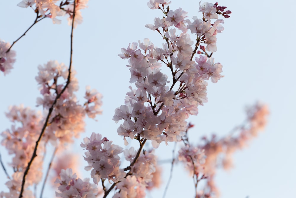 흰색과 분홍색 꽃잎 꽃의 선택적 초점 사진