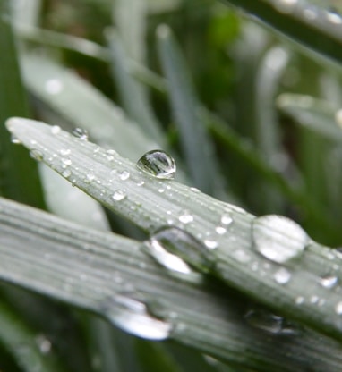 green leafed plant with water droplets
