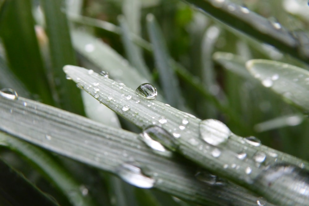 grünblättrige Pflanze mit Wassertropfen