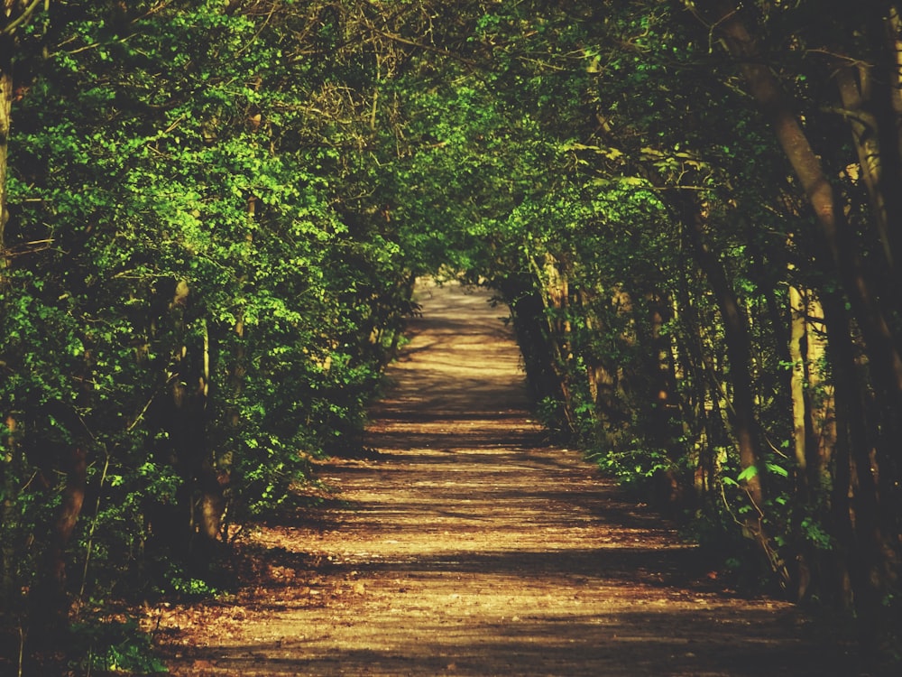 chemin de terre entre les arbres à feuilles vertes