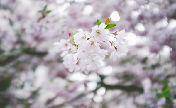 white cherry blossom in close up photography