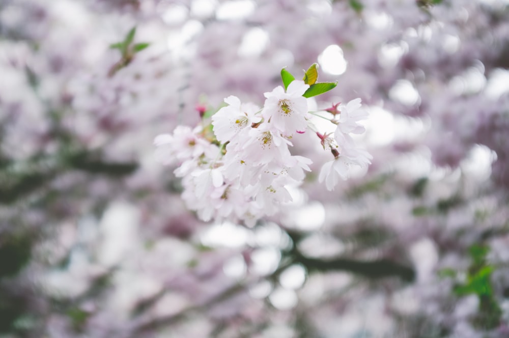 white cherry blossom in close up photography