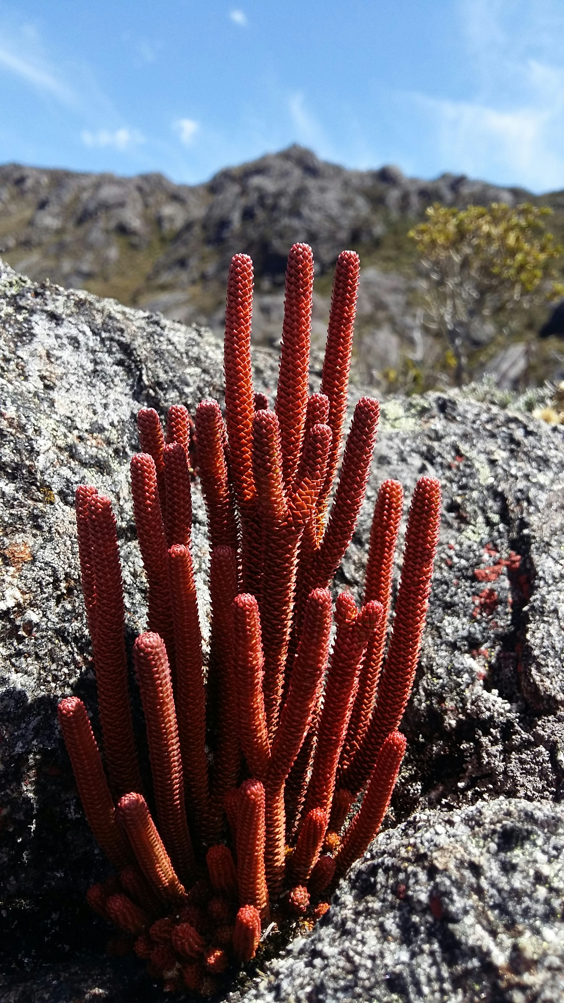 Free Unsplash photo from Pablo M