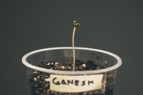 A small green seedling is sprouting from dark soil in a transparent cup. The cup has a label with the name 'Ganesh' written on it. The background is a muted green, highlighting the seedling as the focal point.
