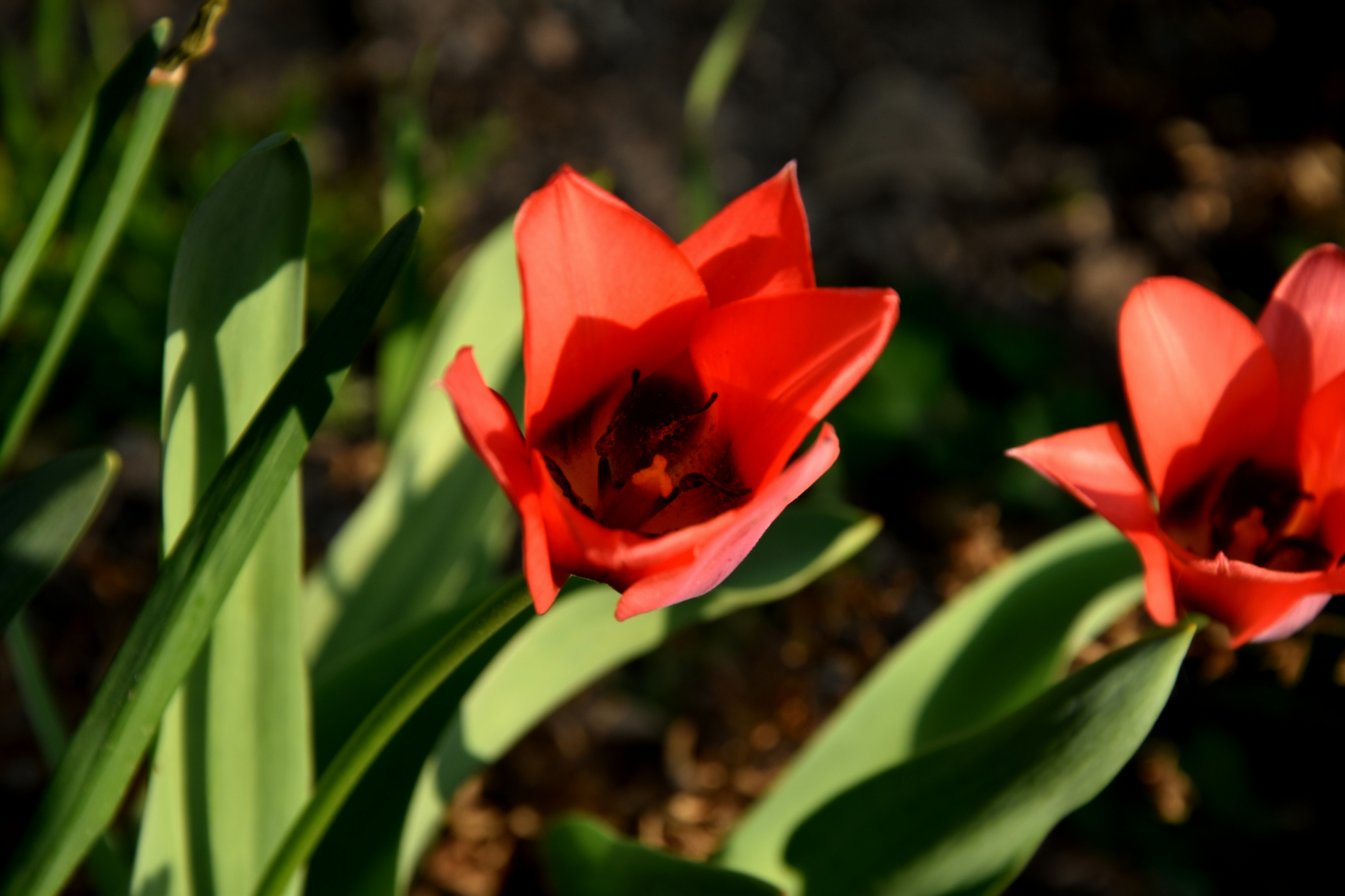 Free Unsplash photo from Medena Rosa