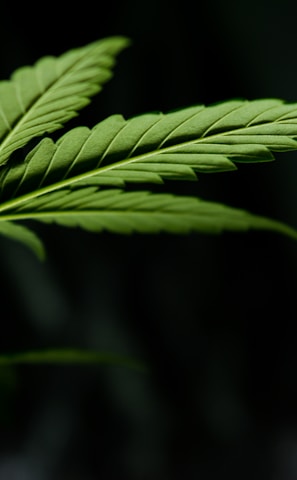 macro photography of green leaf