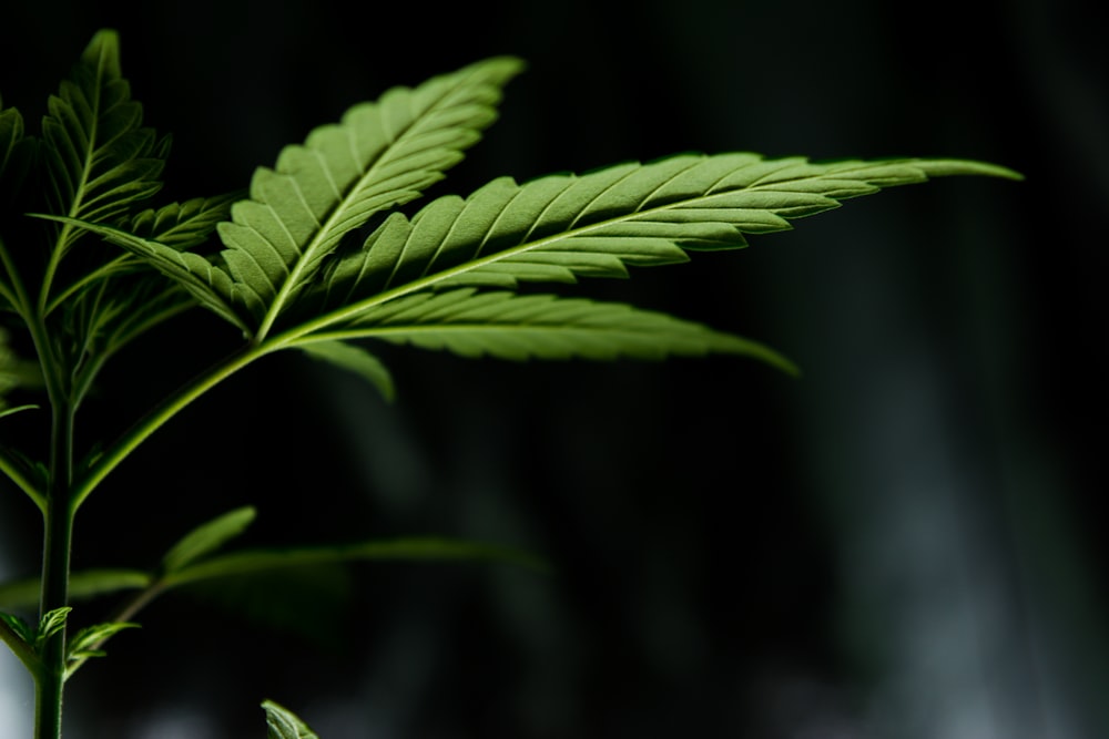 macro photography of green leaf