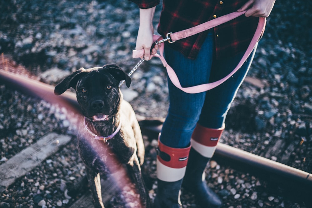 person holding short-coat black dog