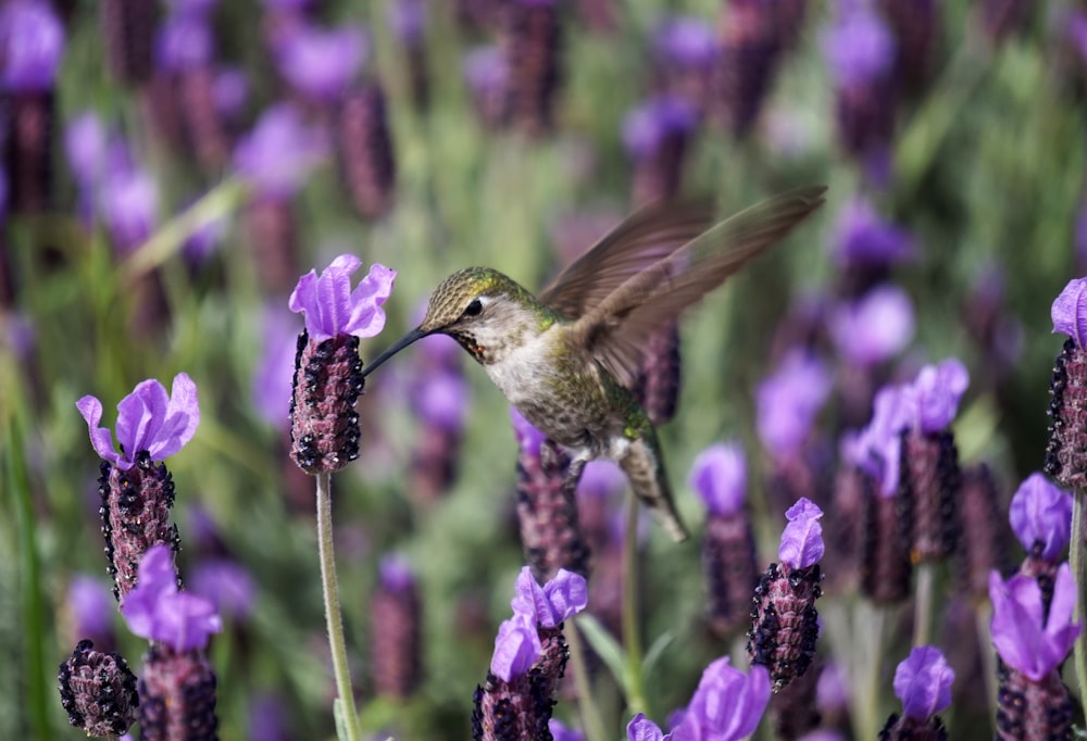 macro photography of green hummingbird on purple flowers