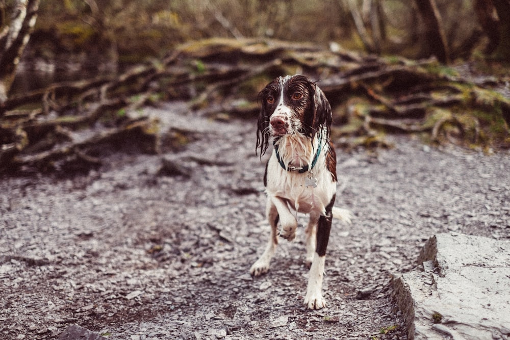 cão branco e marrom de pelagem curta em solo marrom