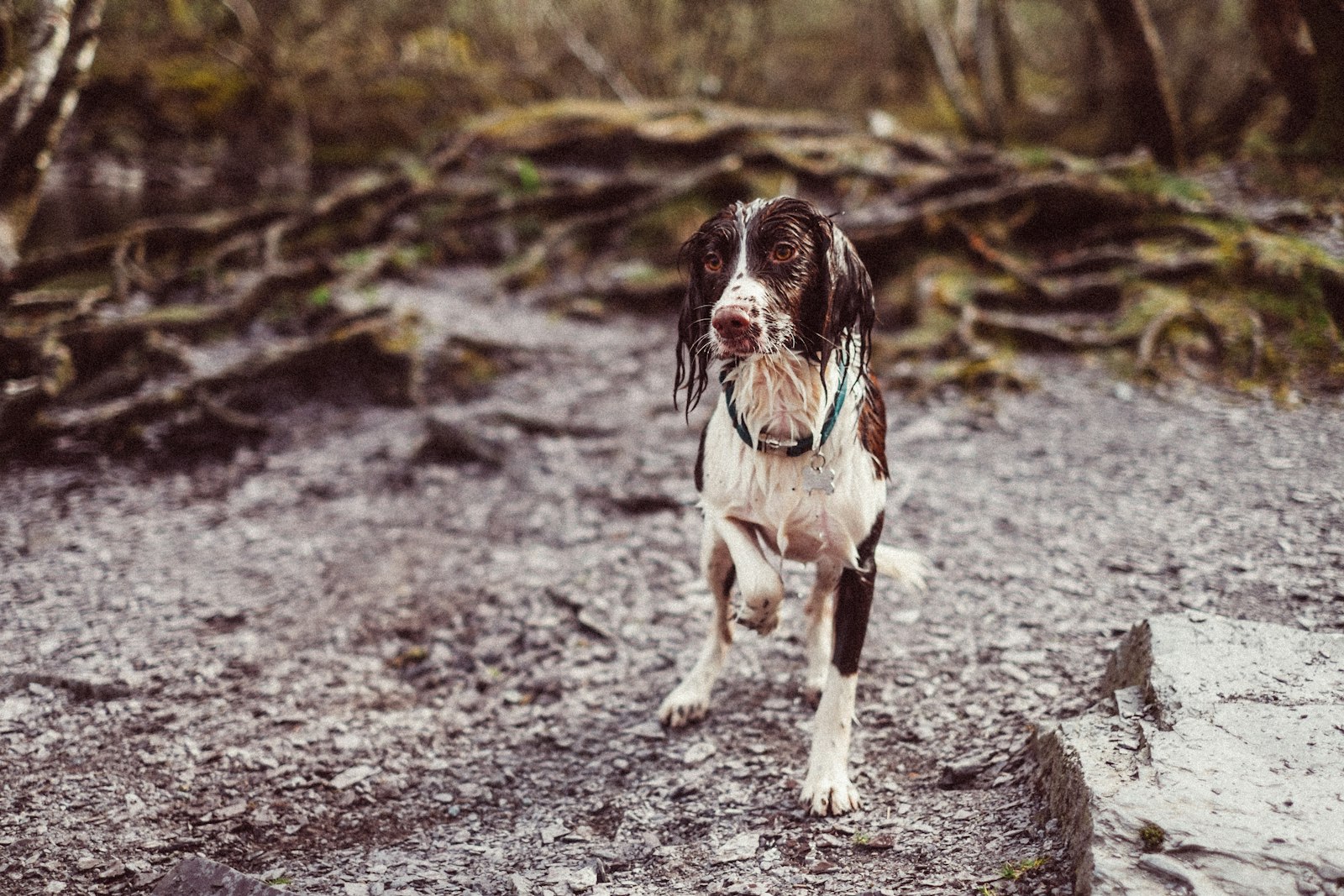 Feeding a English Springer: Diet, Portions, and Mistakes to Avoid