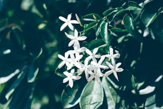 Delicate white jasmine flowers arranged naturally on green leaves