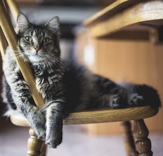 brown tabby cat on wooden windsor chair