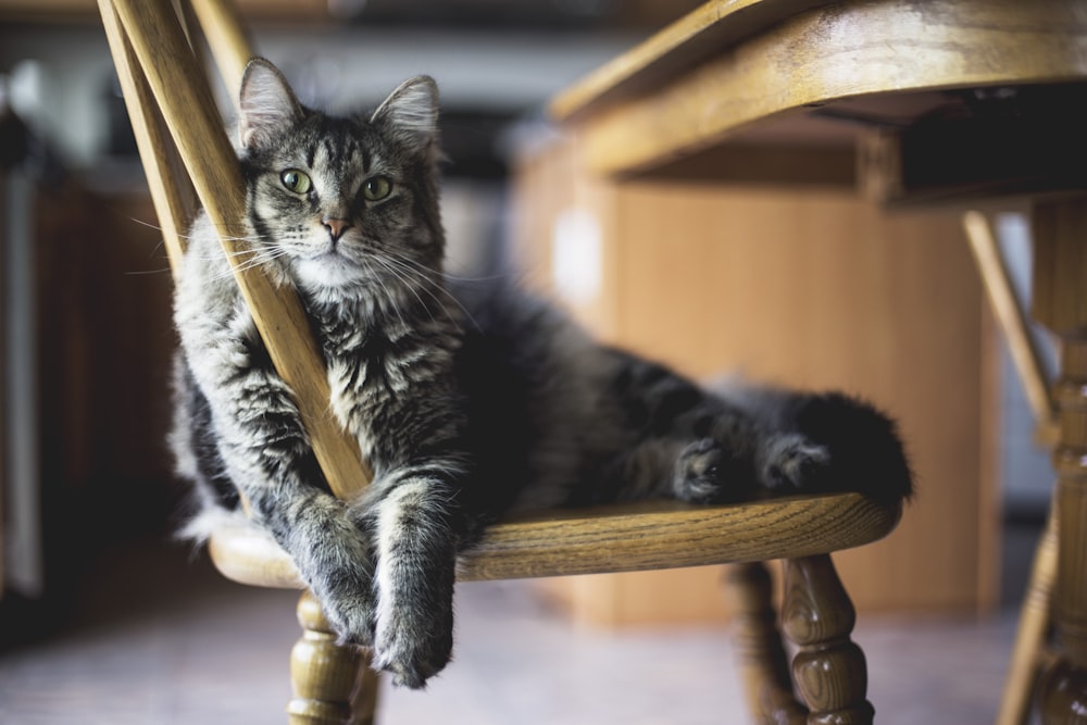 Gato atigrado marrón en silla Windsor de madera