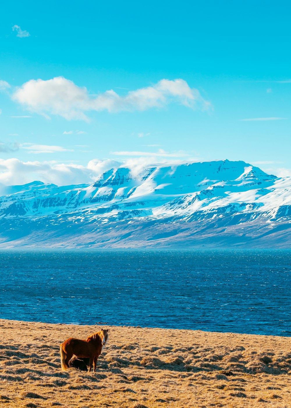 brown horse standing near beach during daytime