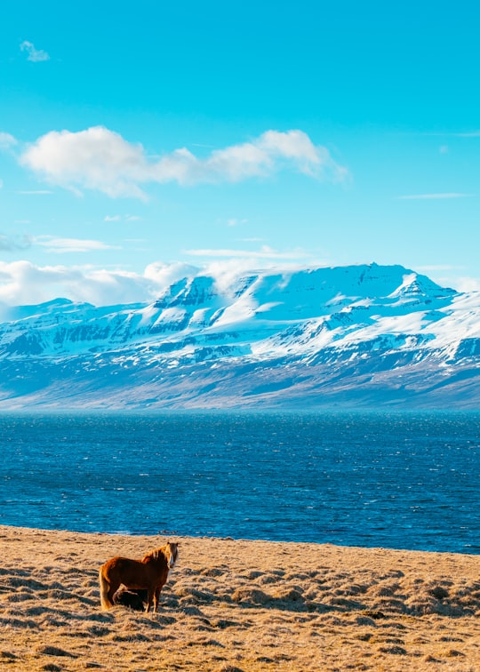 brown horse standing near beach during daytime in Eastern Region Iceland