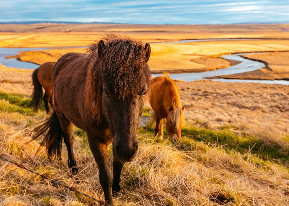 昼間、緑と茶色の草の上に立っている茶色の馬