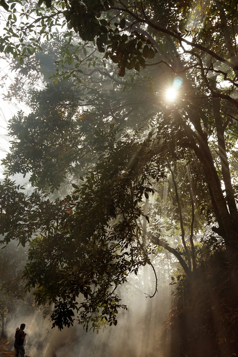 person standing in front of forest