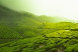 green fields