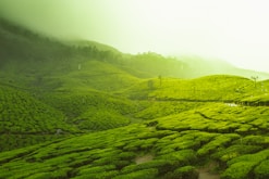 green fields