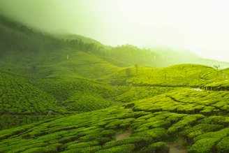 Ooty
