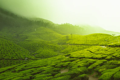 green fields