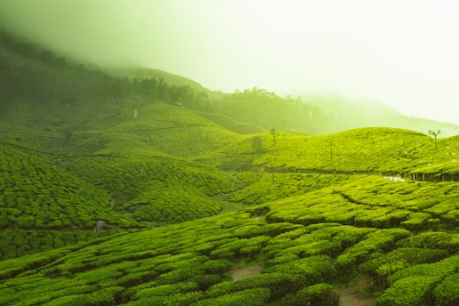 green fields