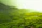 green fields