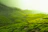 green fields