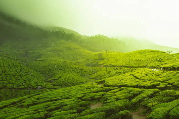Karnataka