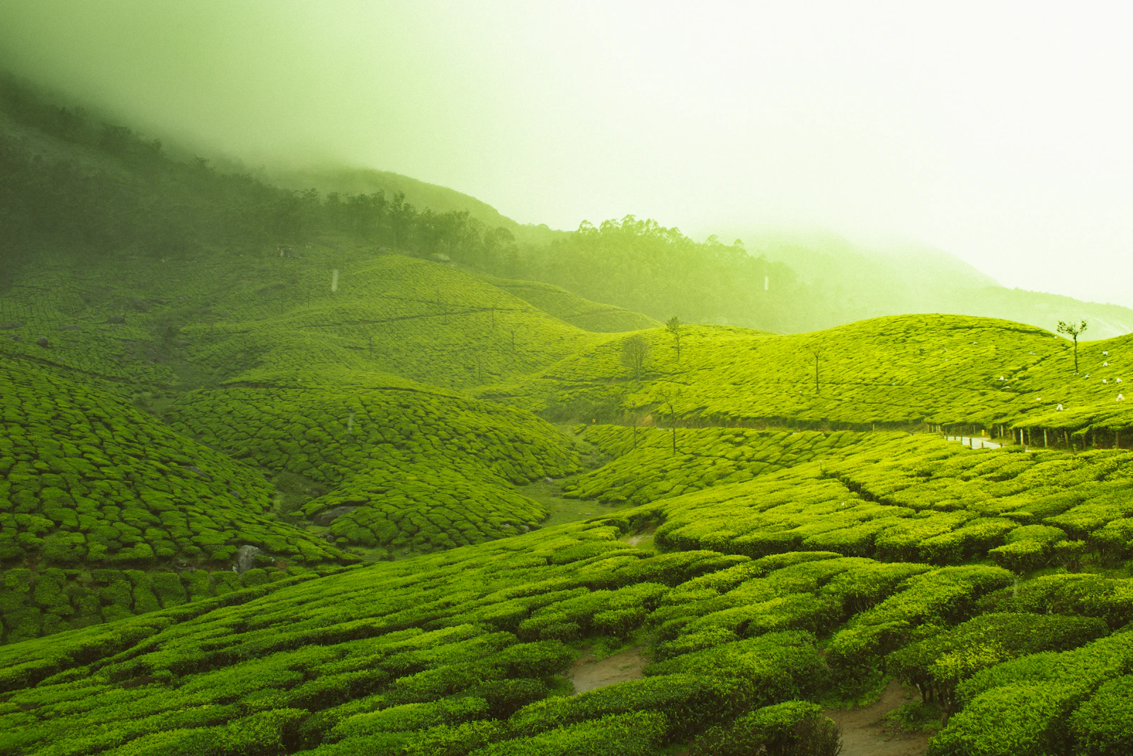 Munnar, Thekkady & Alleppey Houseboat