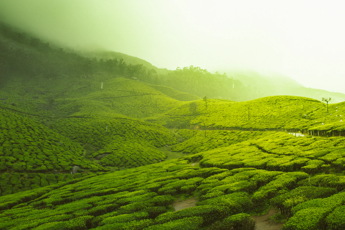 Munnar landscape
