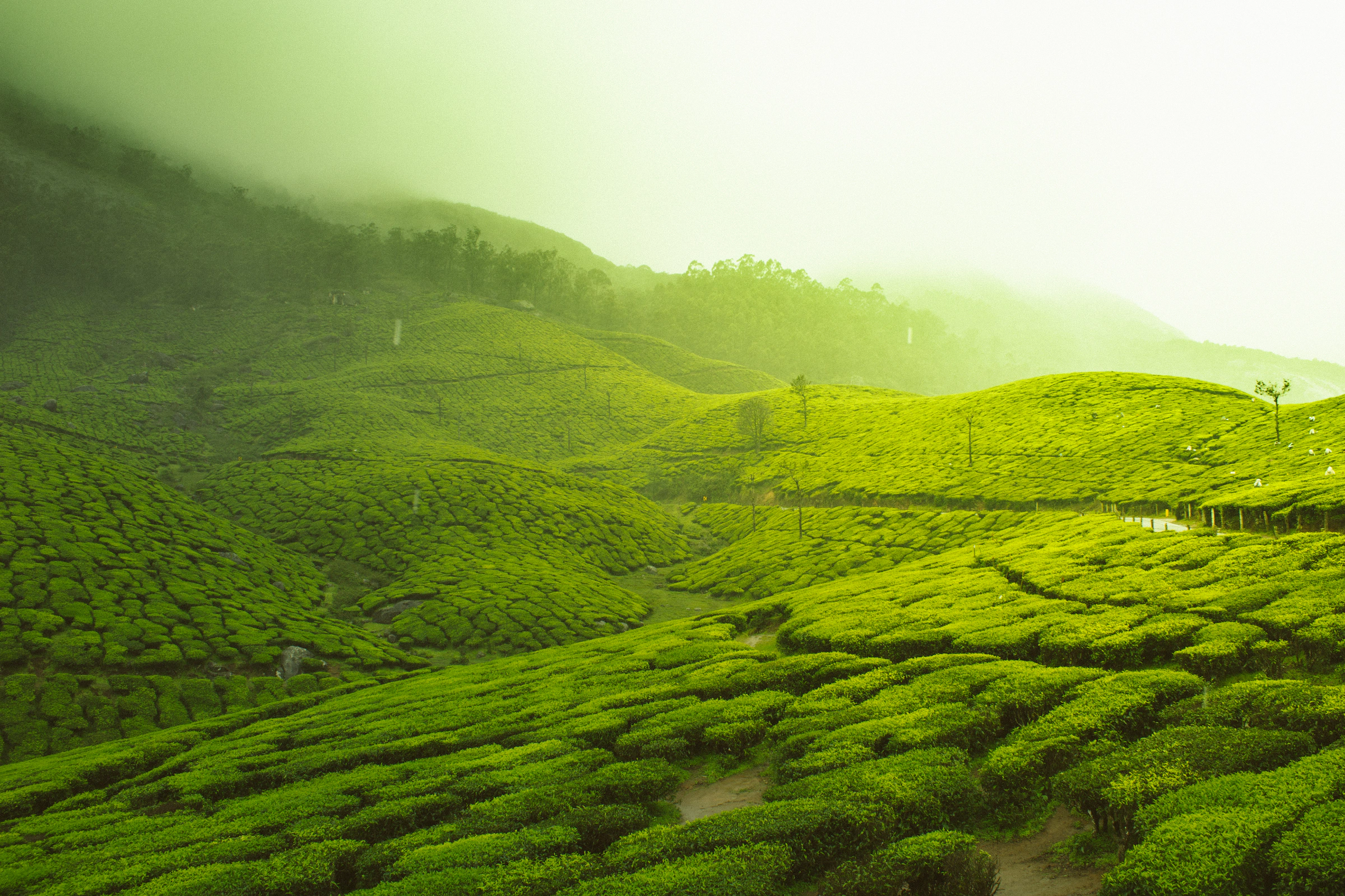 Munnar Kerala tea gardens
