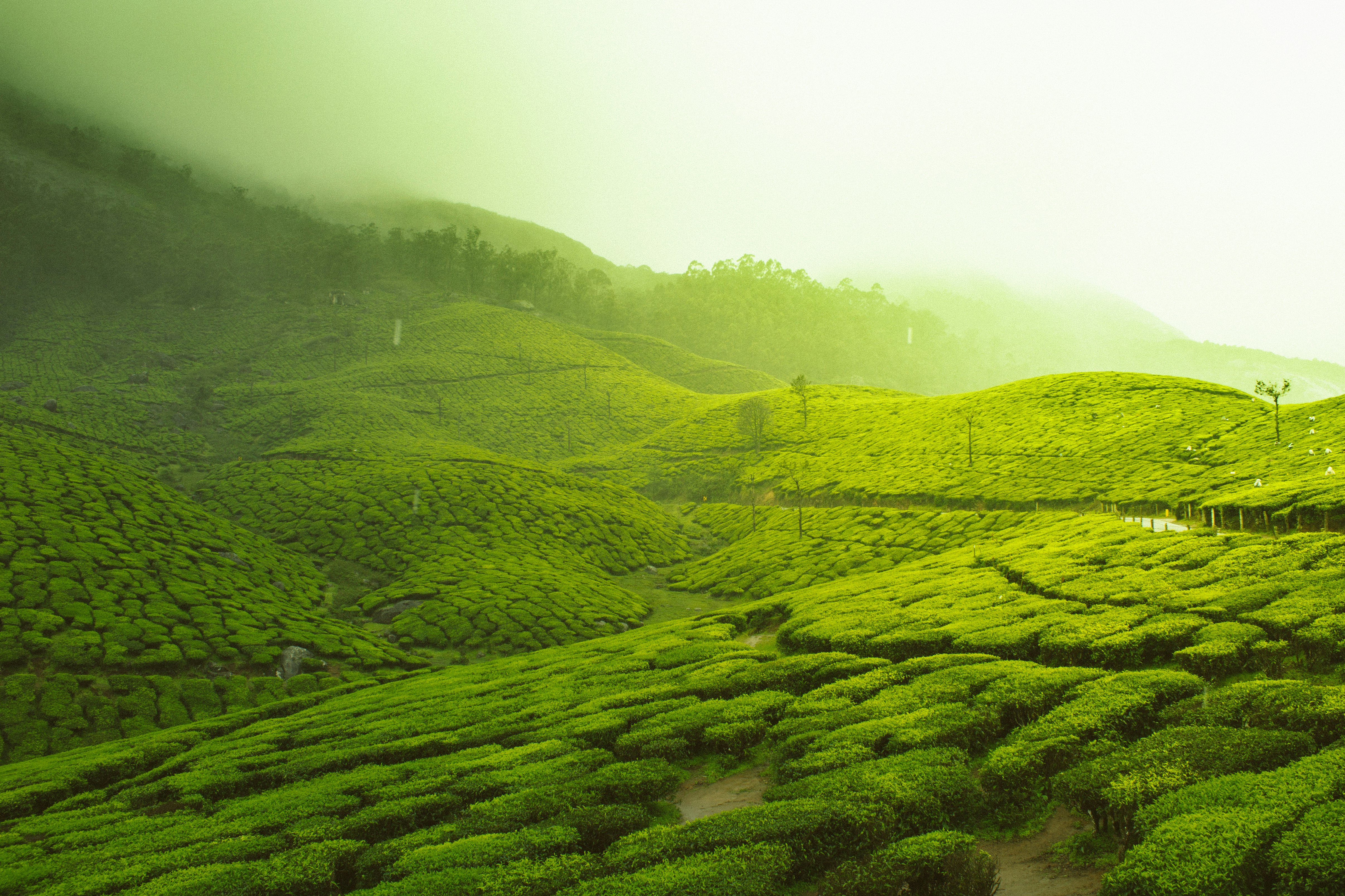 During my last trip across Kerala, India I came across this place amidst the tea gardens of Munnar. The place looked surreal filled with lushness of greenery. The little drizzle added to the beauty of the location. The relaxing feeling at the time was unforgettable. This photo always reminds me of what heaven on earth might look like :)