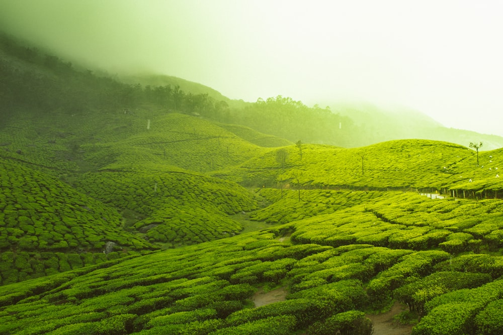 Kerala tea estate
