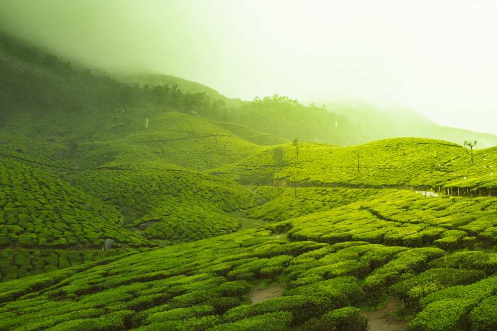 Munnar tea gardens Kerala