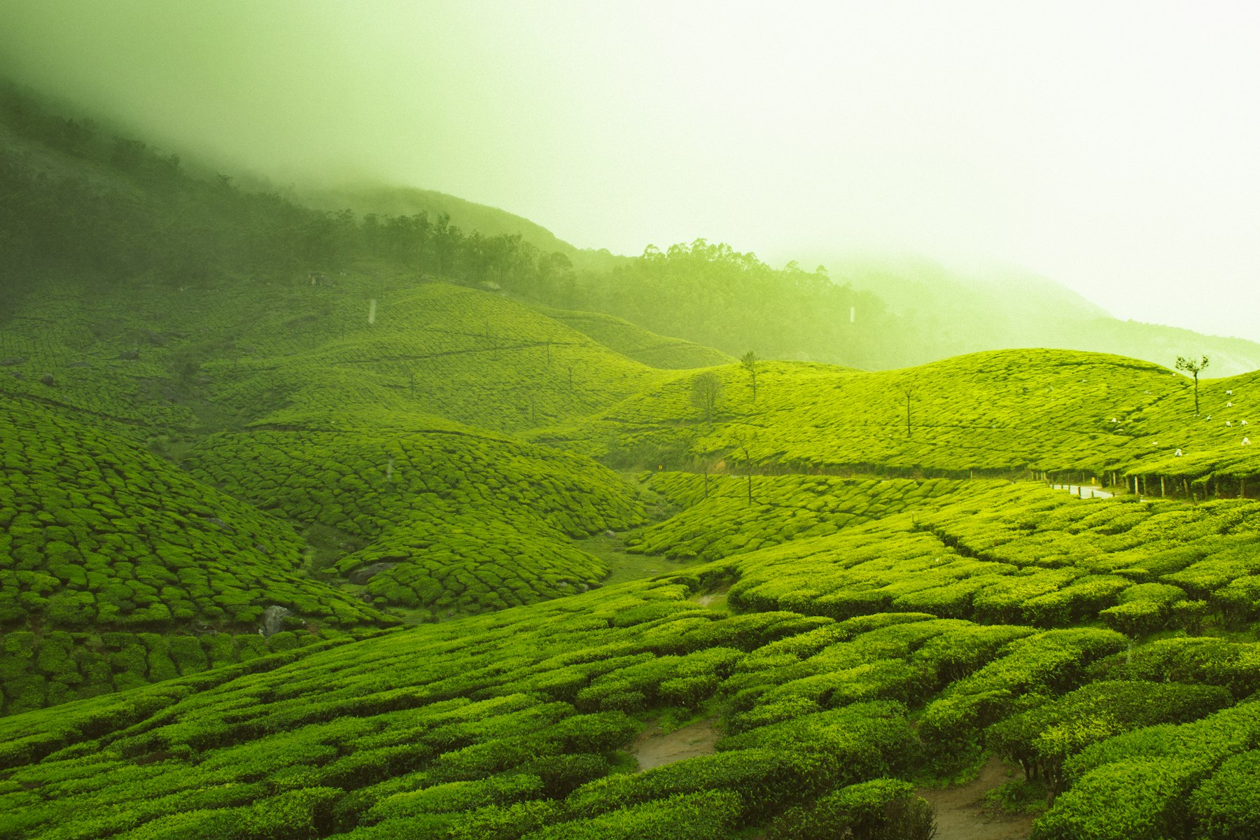 Tea gardens on misty hills in Munnar