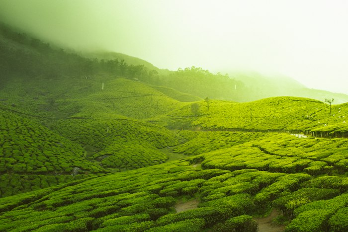 Tea gardens on misty hills in Munnar