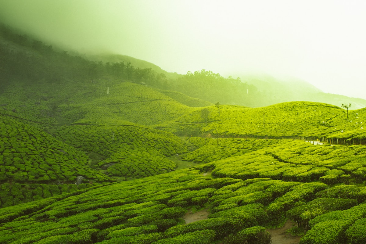 Lush green tea plantation in Sri Lanka's hill country with a tea picker working among the rows