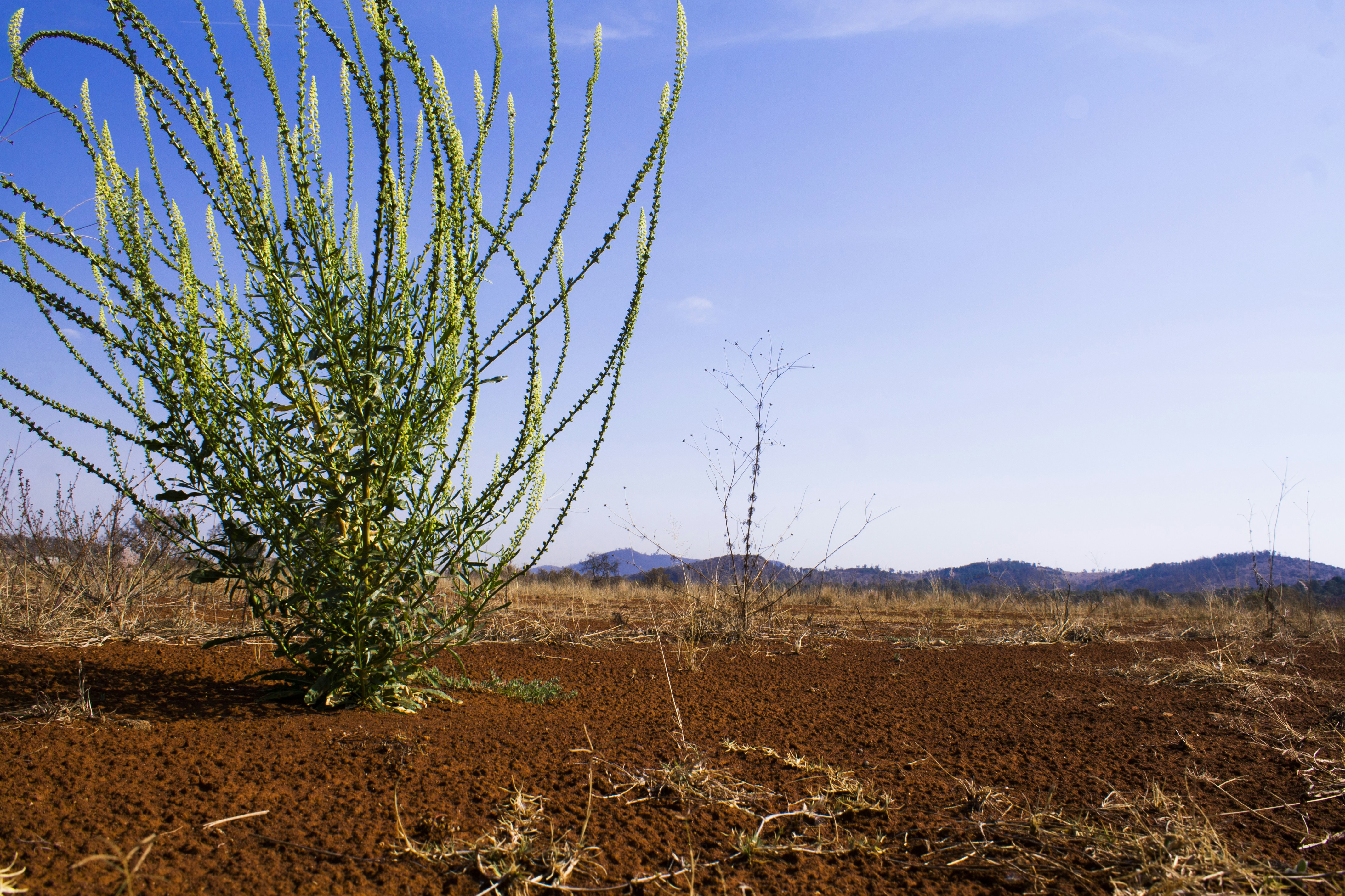 Free Unsplash photo from Caleb Hernandez Belmonte