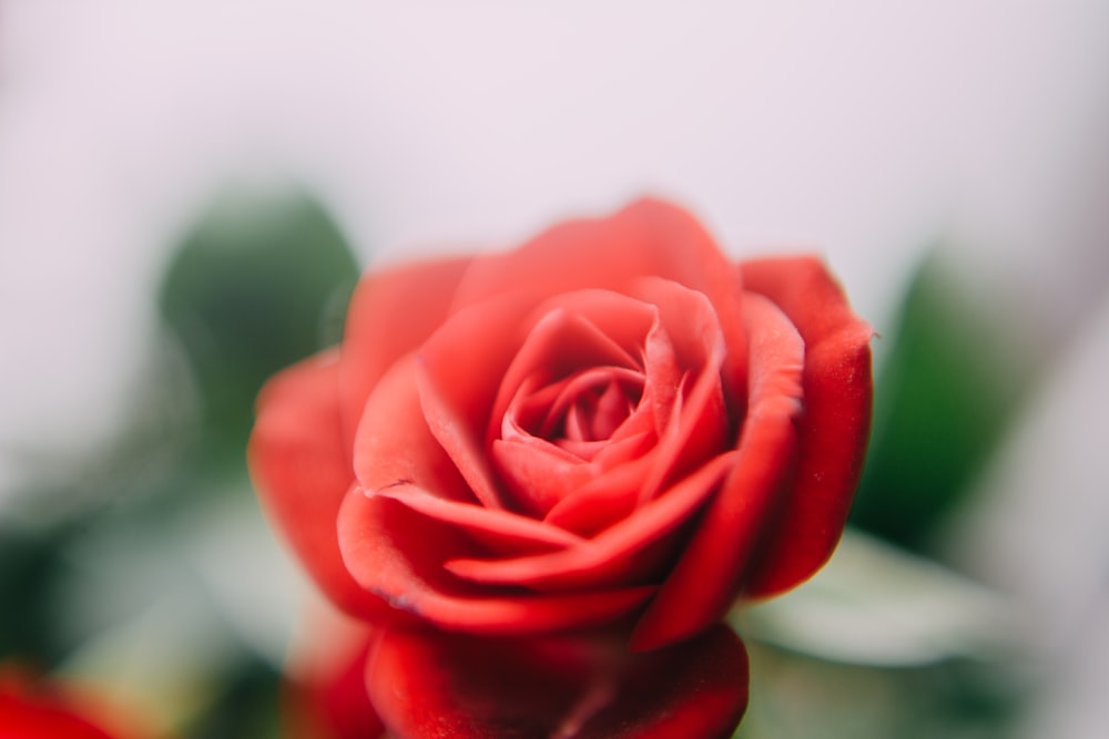 rotblättrige Rose
