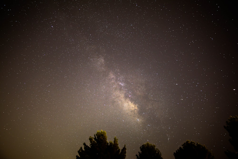 silhouette of trees under starry night