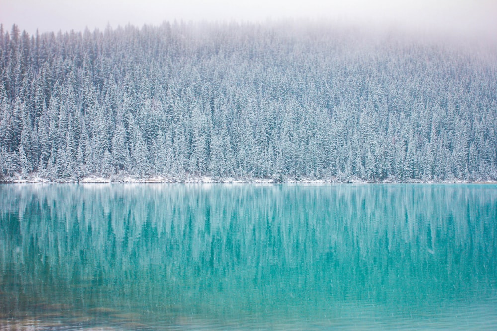 green trees near body of water in landscape photography