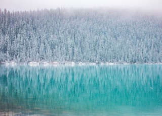 green trees near body of water in landscape photography