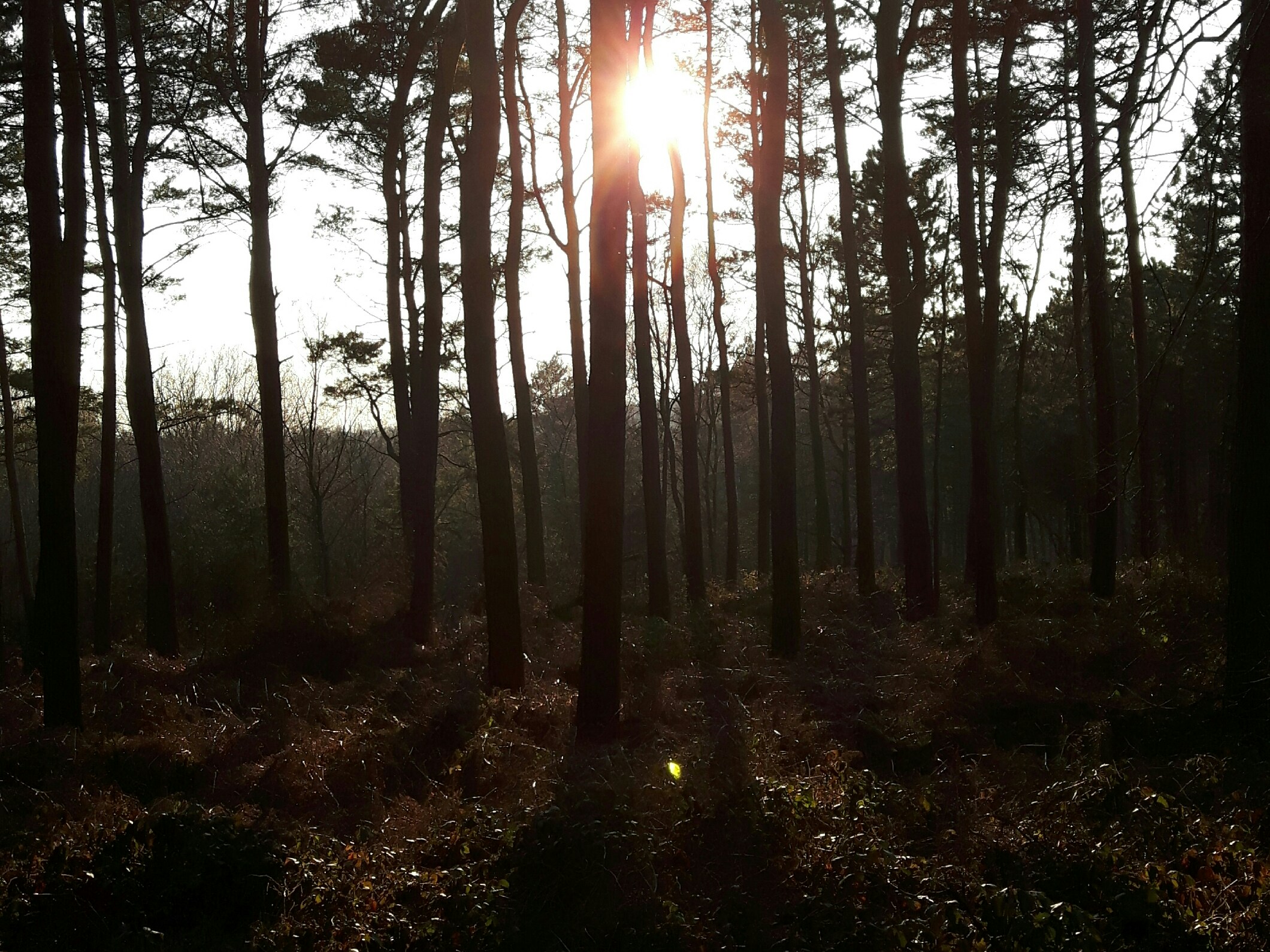 Free Unsplash photo from Graf Glänzer