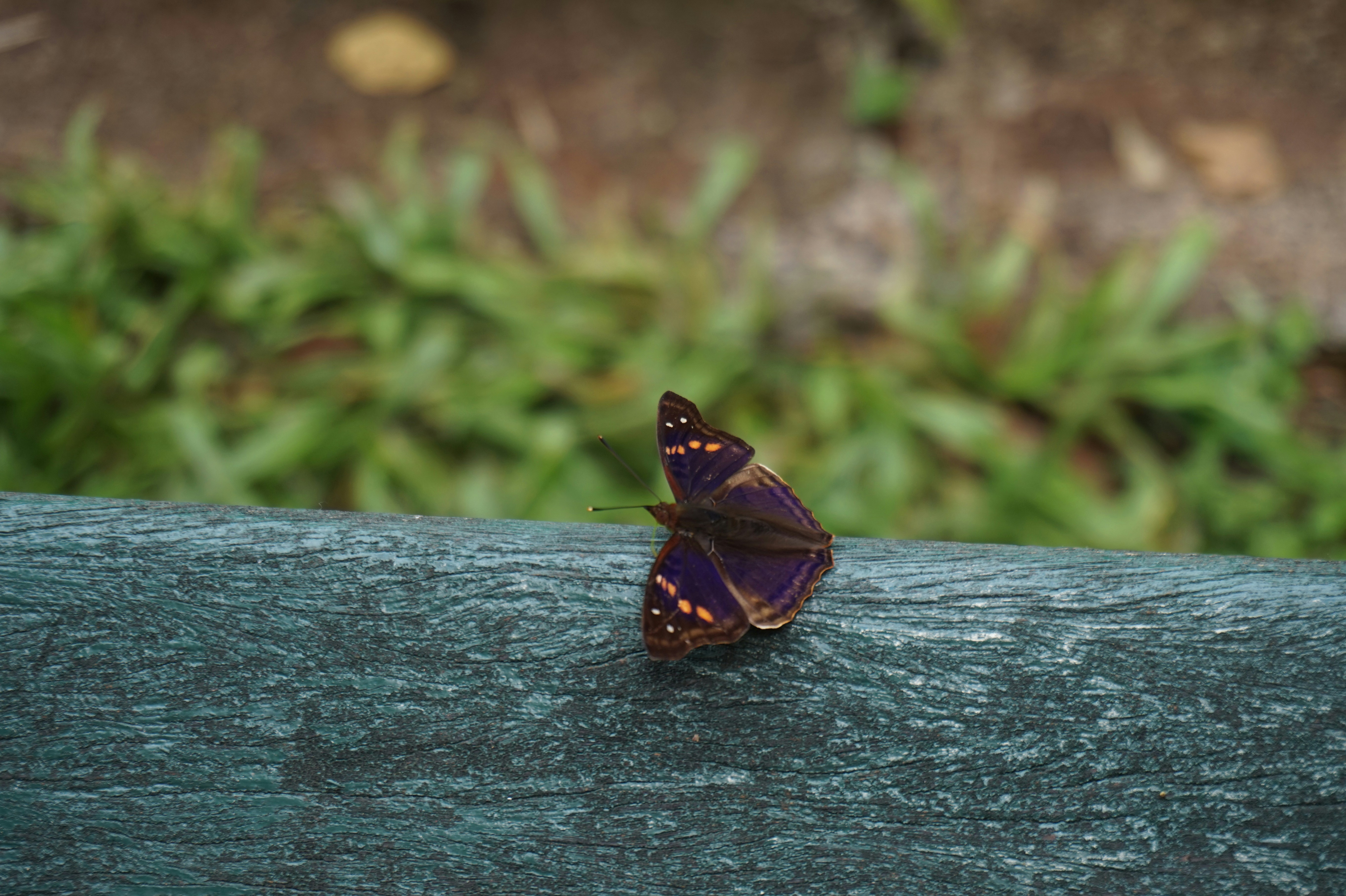 Free Unsplash photo from Dr. Sabine Hopmeier