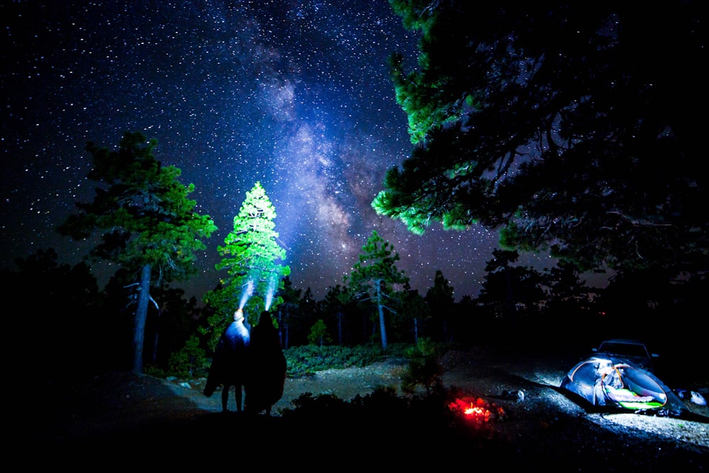 green trees under starry night